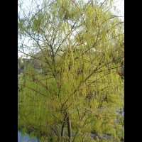 Acer palmatum cv Koto no ito (fam Aceracees) (2)